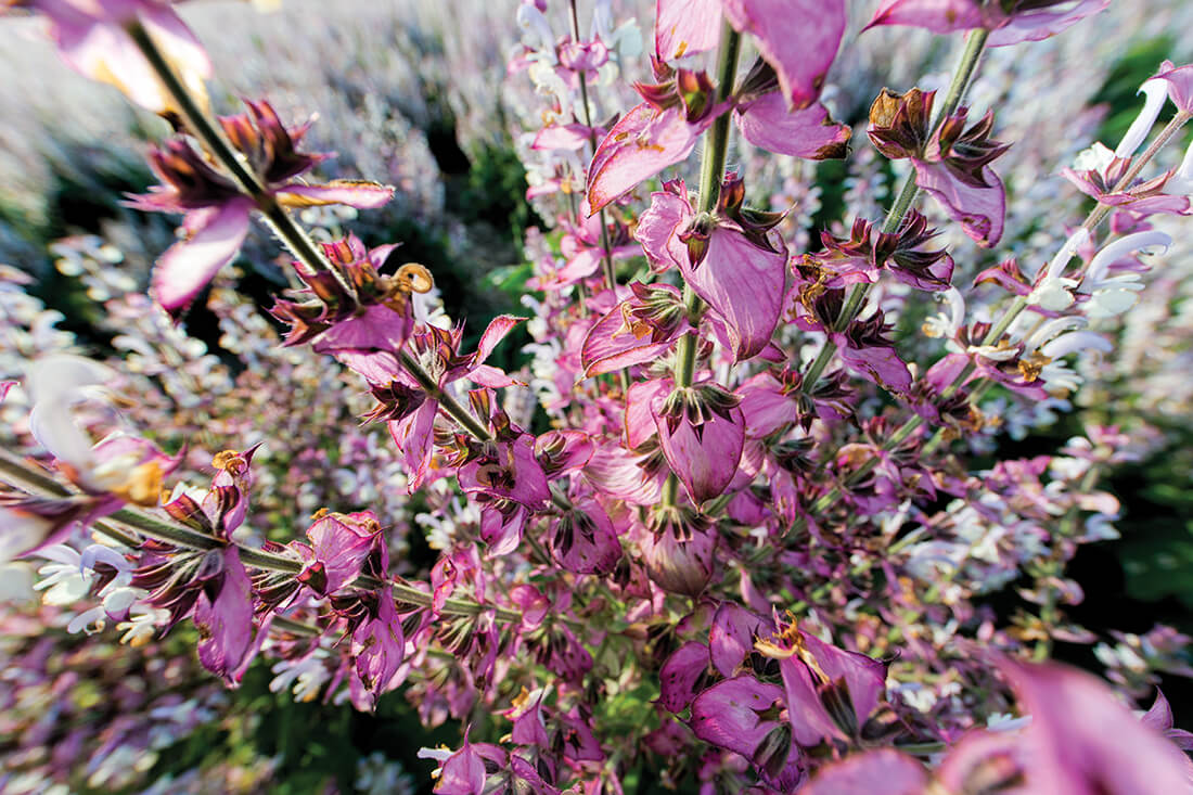 clary sage closeup