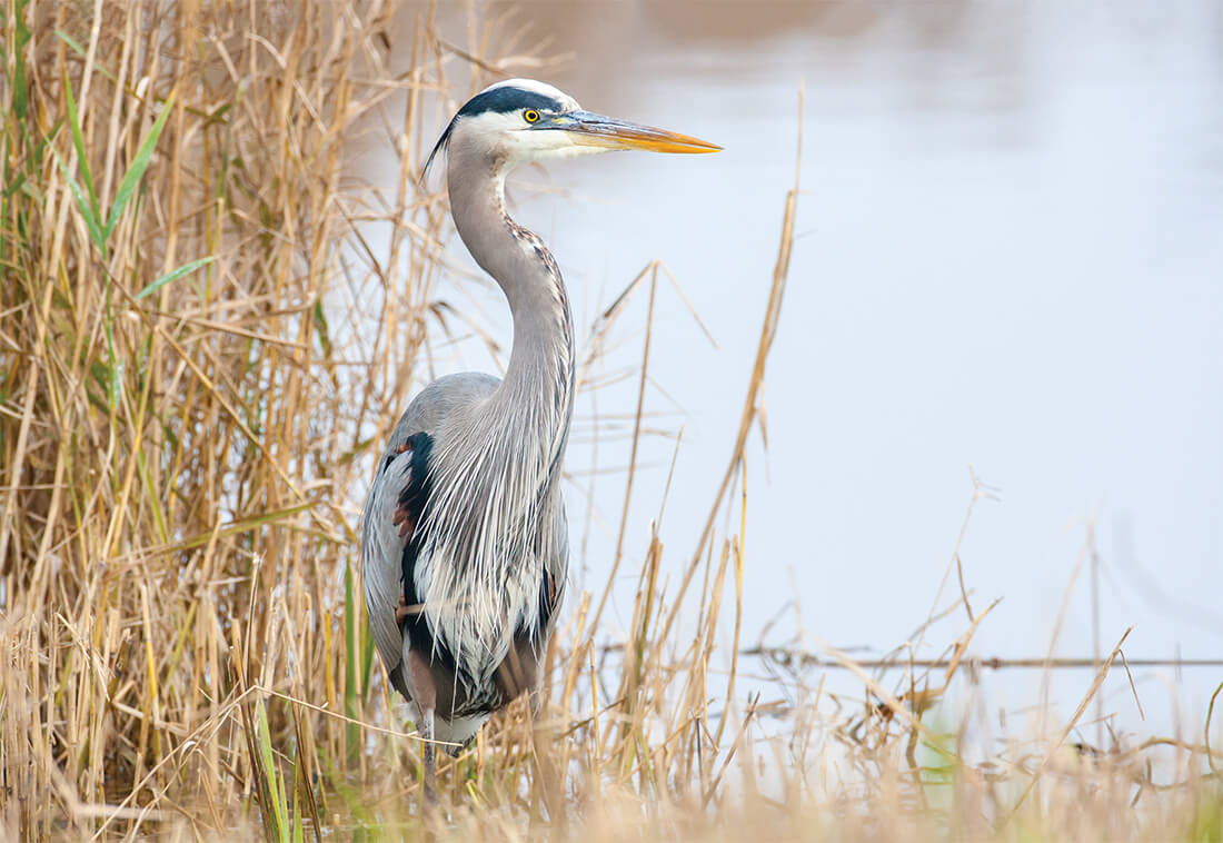 lake mattamuskeet blue heron