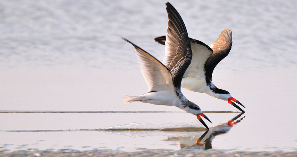 black skimmers feat img