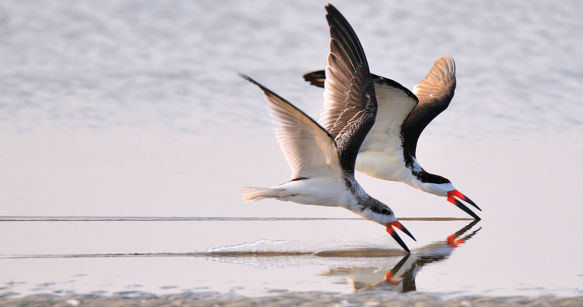 black skimmers feat img