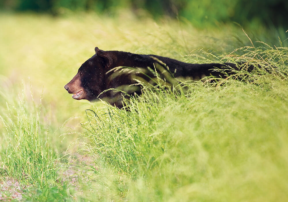 7 columbia neil jernigan