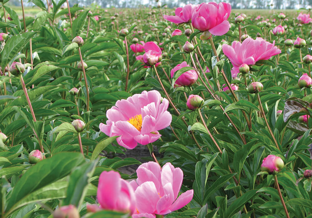 11 pantego terra ceia farms