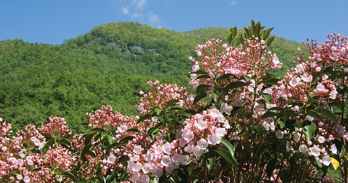 native mountain laurel