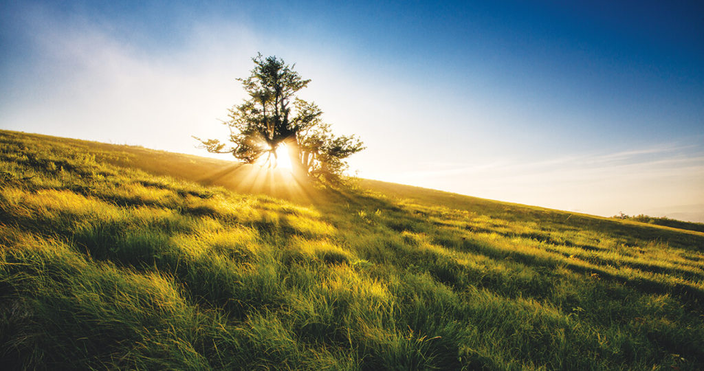 ramblin man roan balds