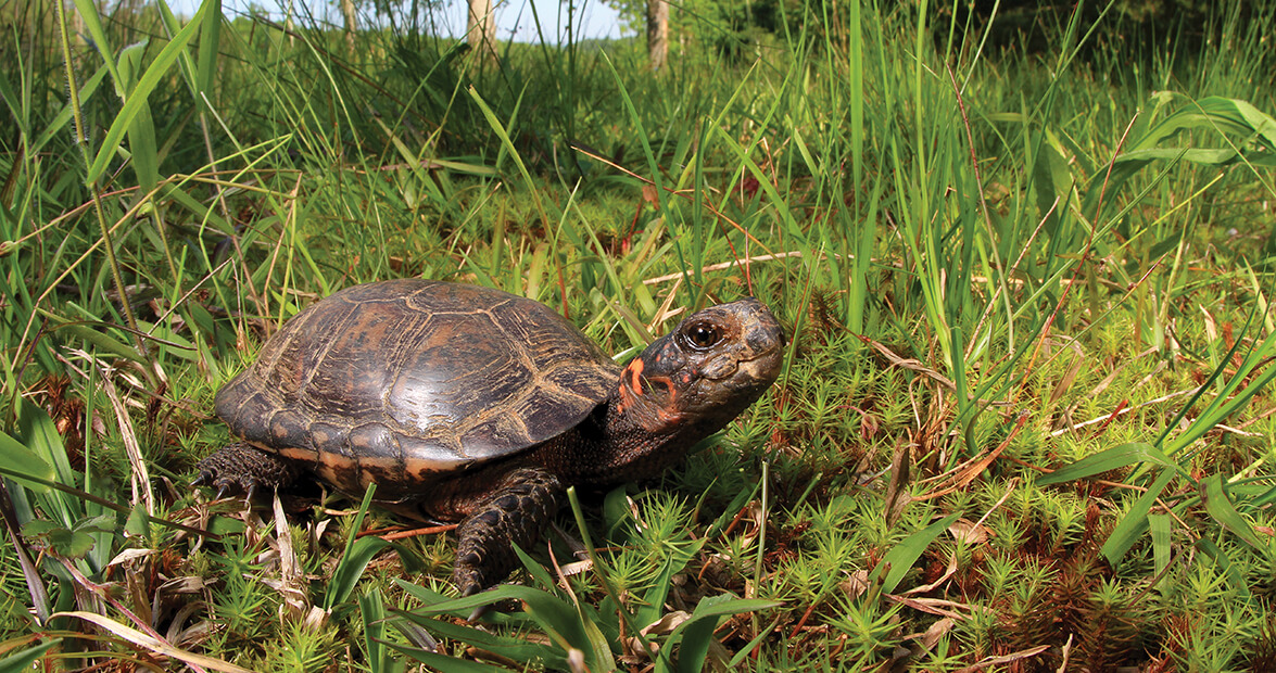 bog turtle nature essay