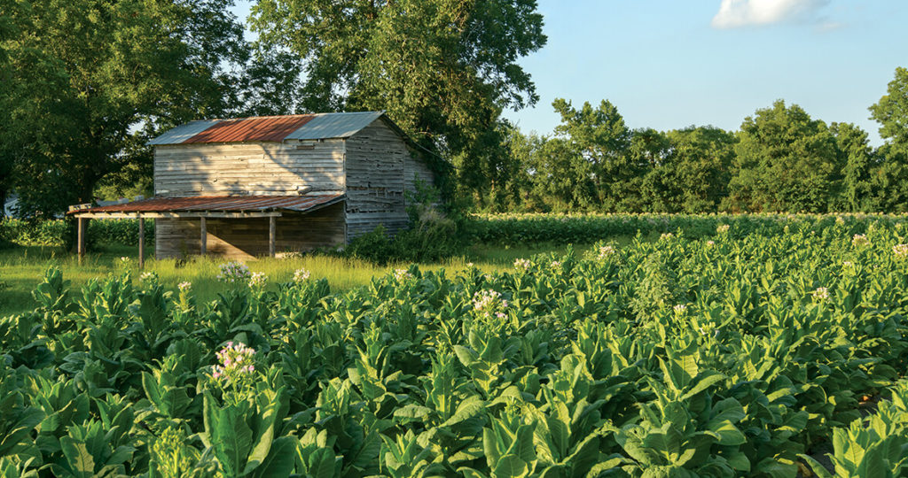 tobacco dreams feat img