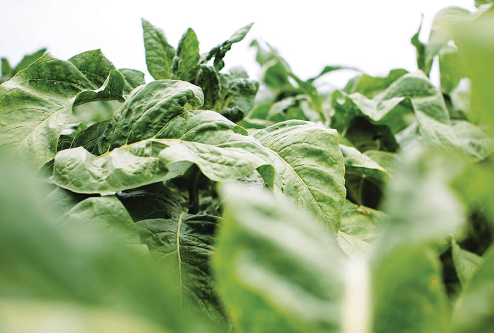 tobacco leaves