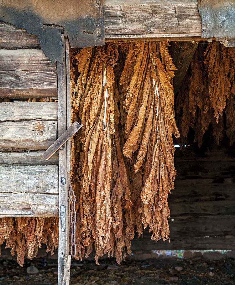dried tobacco leaves
