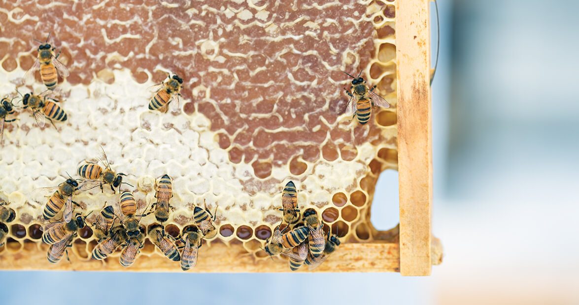 honey were home feat img