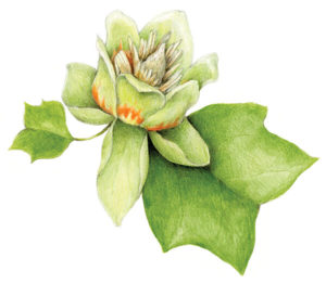 Tulip Poplar