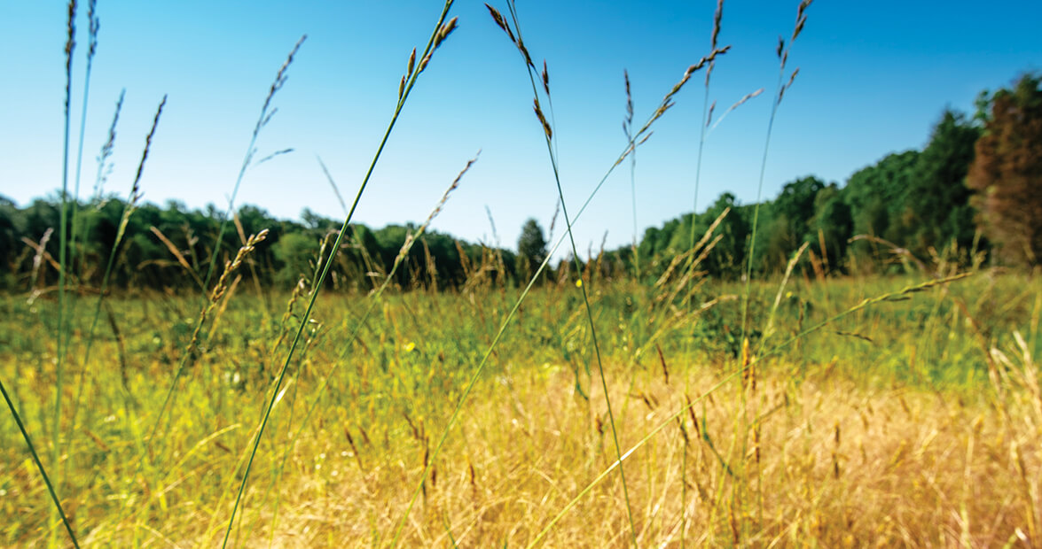 A Growing Interest in Restoring North Carolina Grasslands