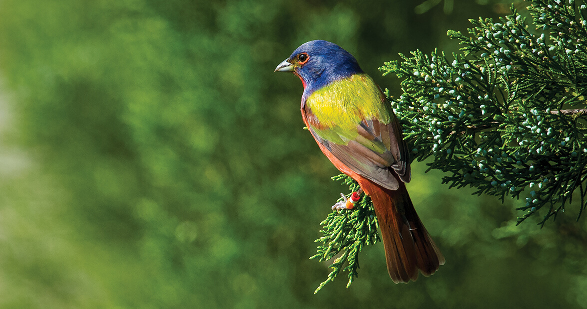 The Painted Bunting Lives Up to its Name