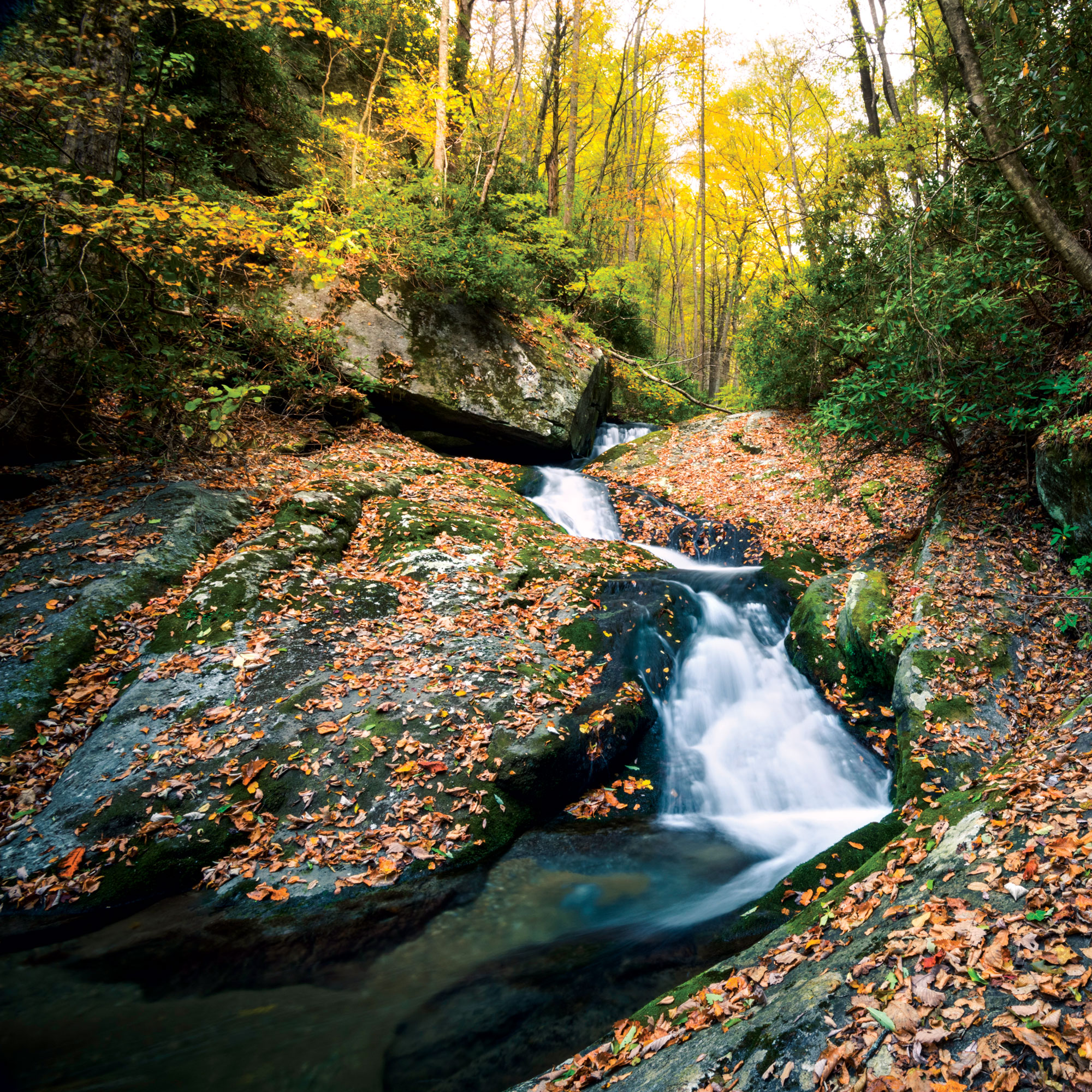 Photo Essay: Giants of the Forest | Our State