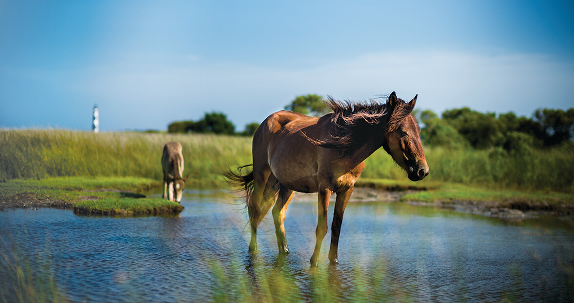 Wild horses near the Cape Lookout Lighthouse