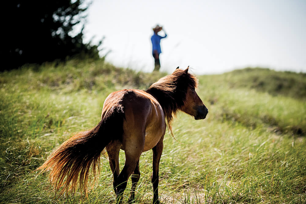 How One Woman Saved the Wild Horses of Shackleford Banks