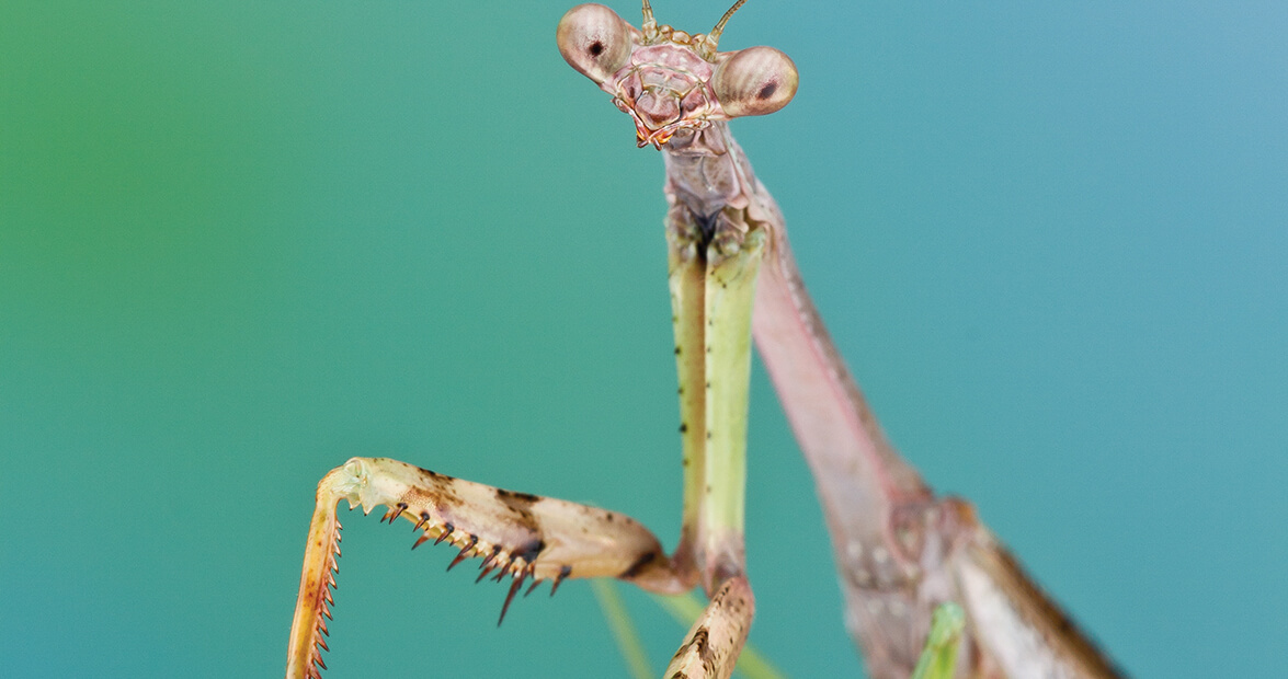 The Short but Mighty Life of the Carolina Mantis