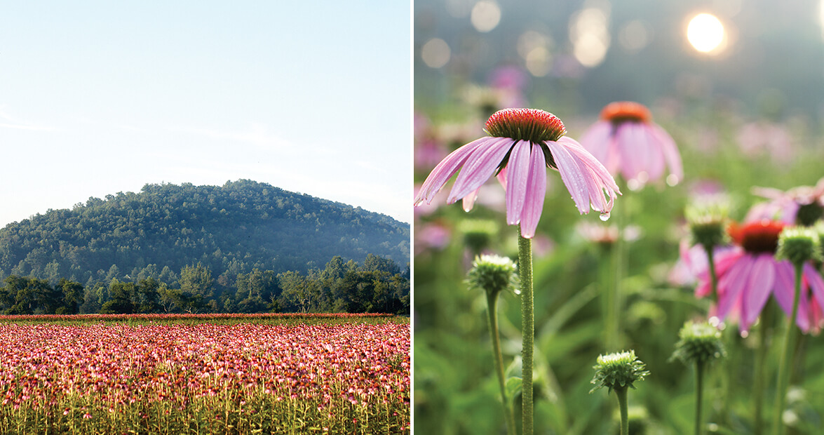 Growing Good Health at Gaia Farm in Brevard