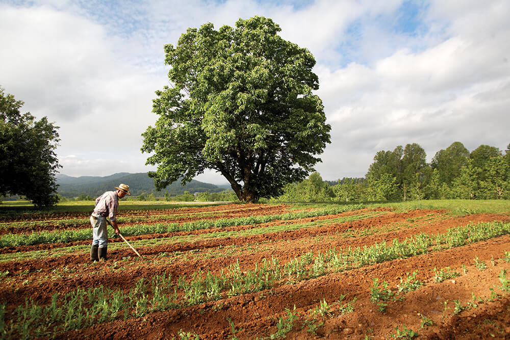 Growing Good Health at Gaia Farm in Brevard
