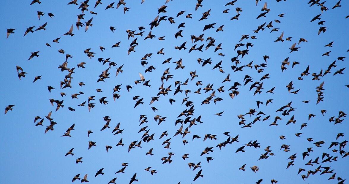 The Halifax County Bird Invasion of 1969