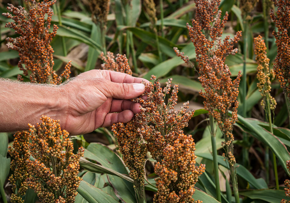 Sorghum Syrup is North Carolina's Sweet Mountain Tradition