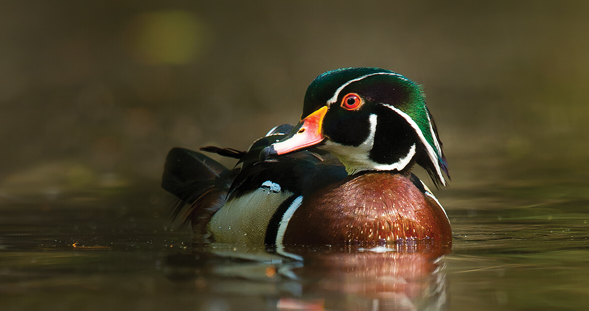 The Wood Duck, a Currituck County Native