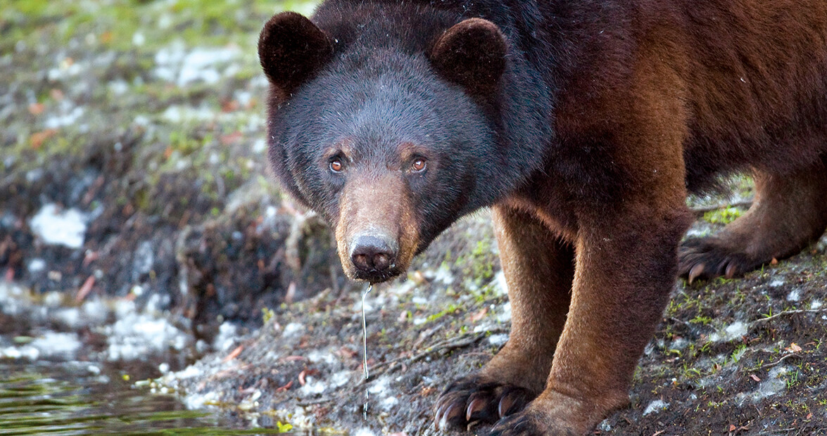 Black Bears Are Making a Coastal Comeback