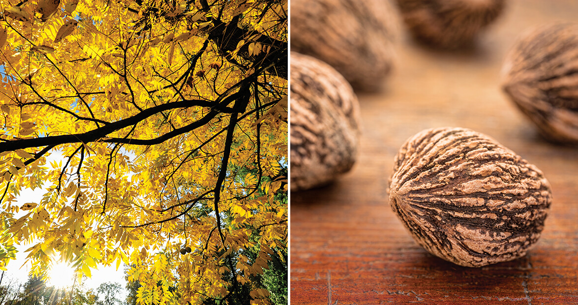 The Life of Black Walnuts, From Branch to Hummingbird Cake
