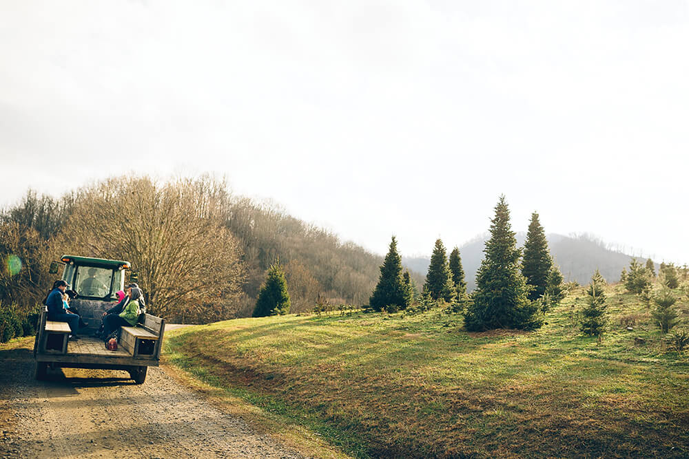 Photo Essay: In Pursuit of the Perfect Pine