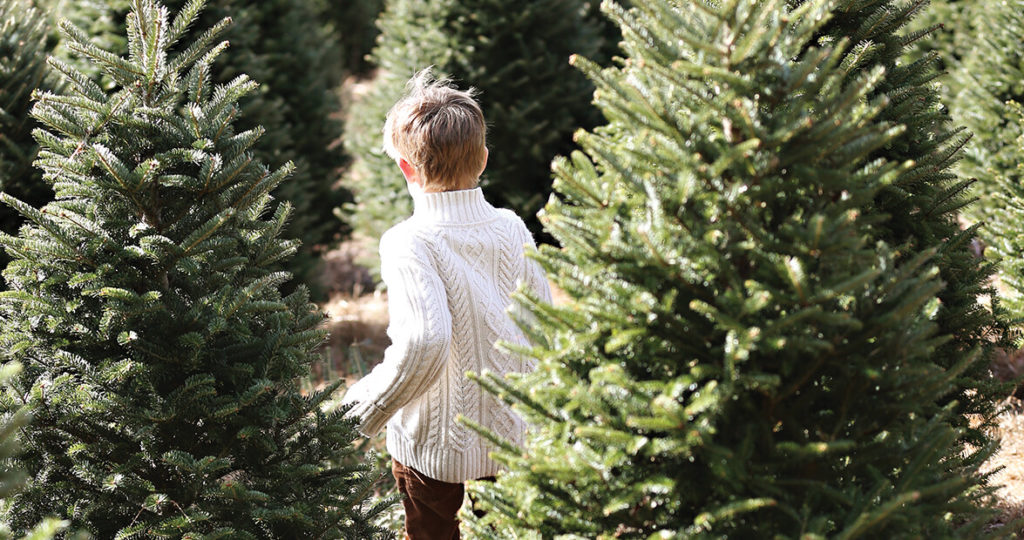 In Pursuit of the Perfect Pine: 5 North Carolina Christmas Tree Farms ...