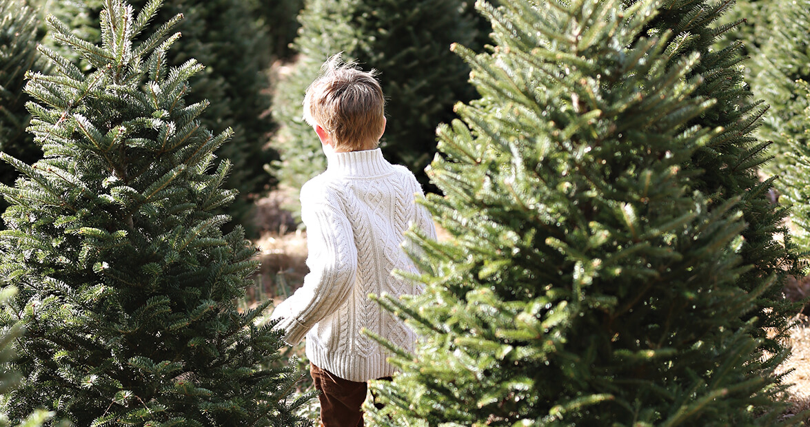 Photo Essay: In Pursuit of the Perfect Pine