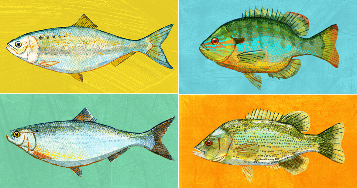 12 Months, 12 Rivers, 12 Fish: A Fresh Catch Guide