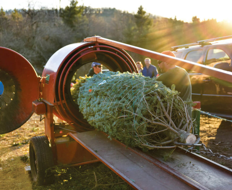 In Pursuit of the Perfect Pine: 5 North Carolina Christmas Tree Farms ...