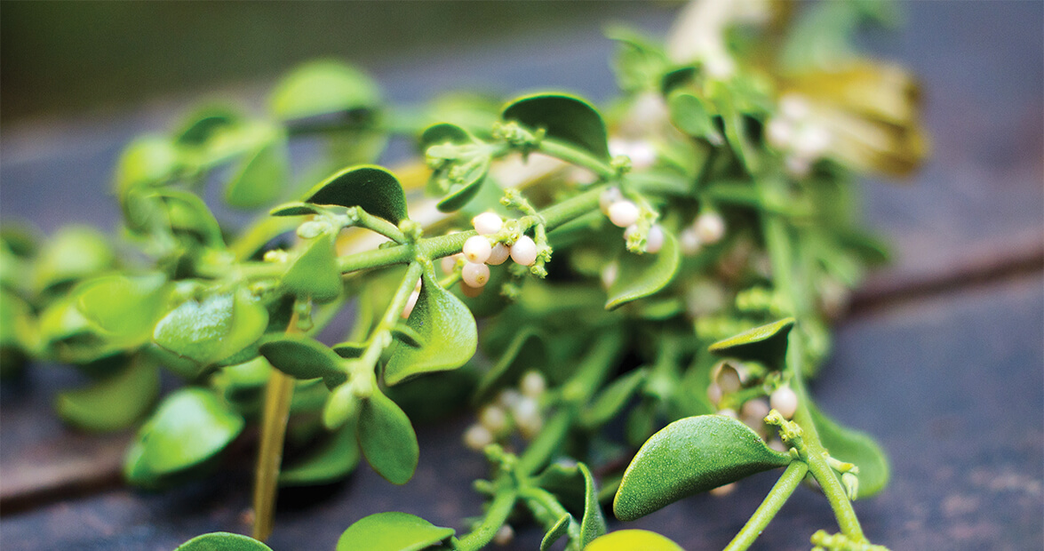 Mistletoe is North Carolina's Most Romantic Parasite
