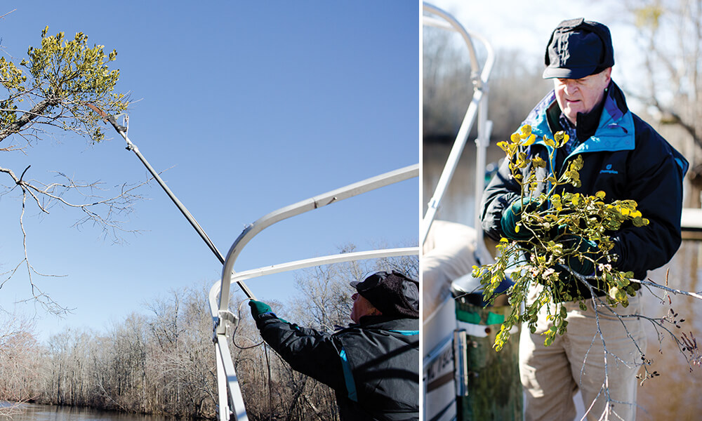 Mistletoe is North Carolina's Most Romantic Parasite