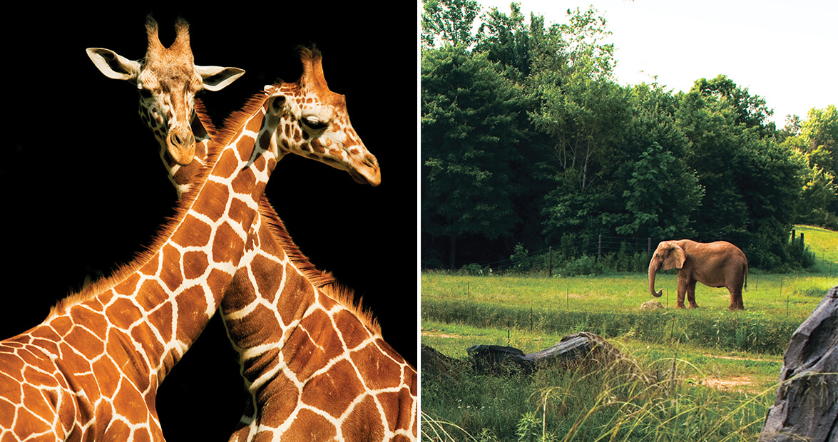 Come Face to Face with Wildlife in Asheboro, the Zoo City of North Carolina