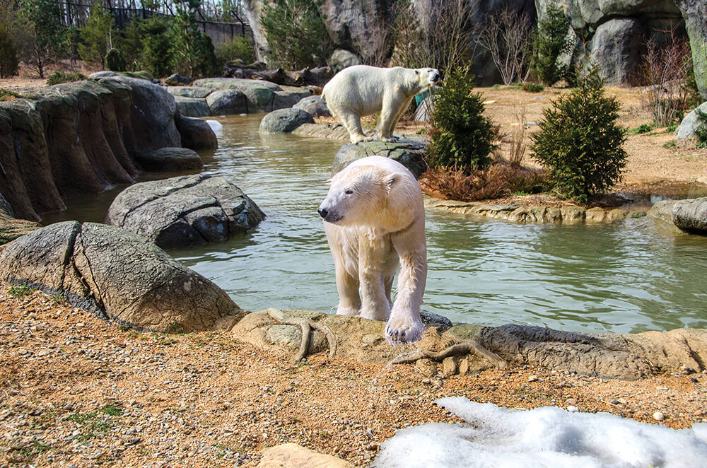 Come Face to Face with Wildlife in Asheboro, the Zoo City of North Carolina