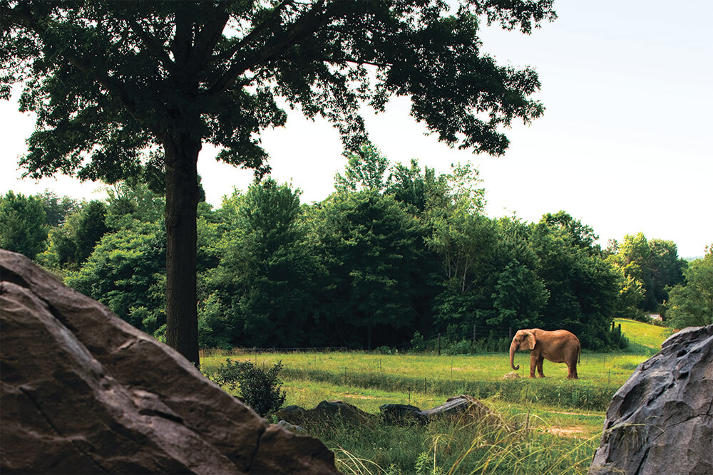 Come Face to Face with Wildlife in Asheboro, the Zoo City of North Carolina