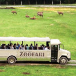 Come Face to Face with Wildlife in Asheboro, the Zoo City of North Carolina