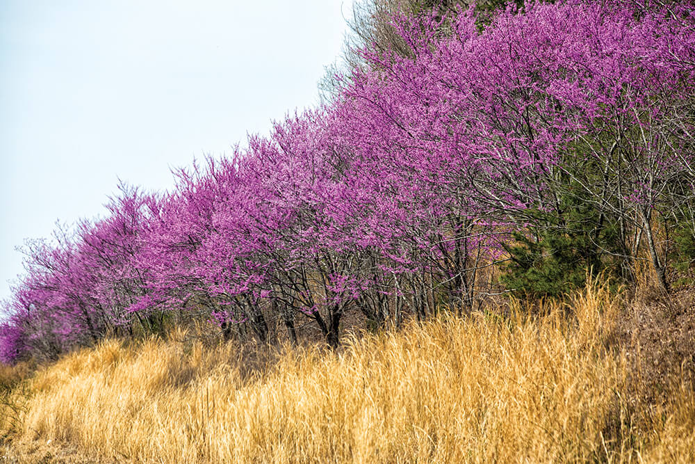 Redbud Flowers Are a Showstopping Sign of Spring