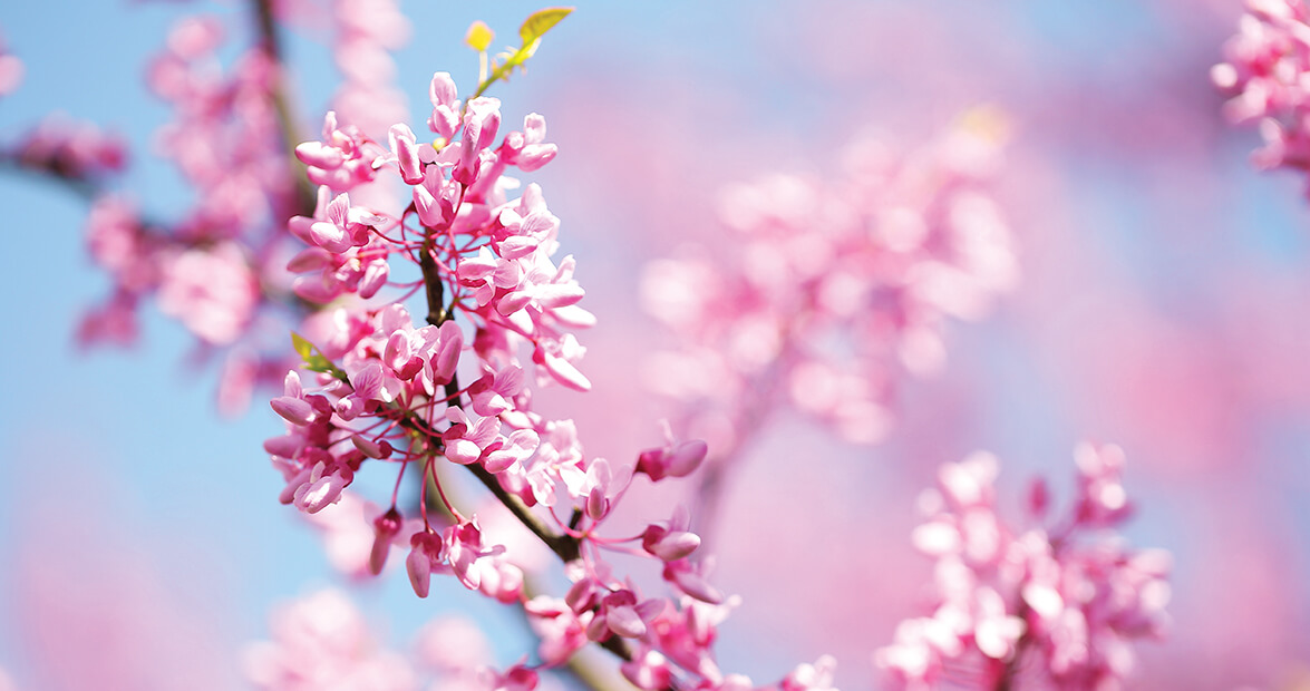 Redbud Flowers Are a Showstopping Sign of Spring
