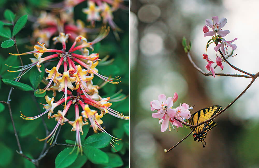 Photo Essay: An Abundace of Azaleas