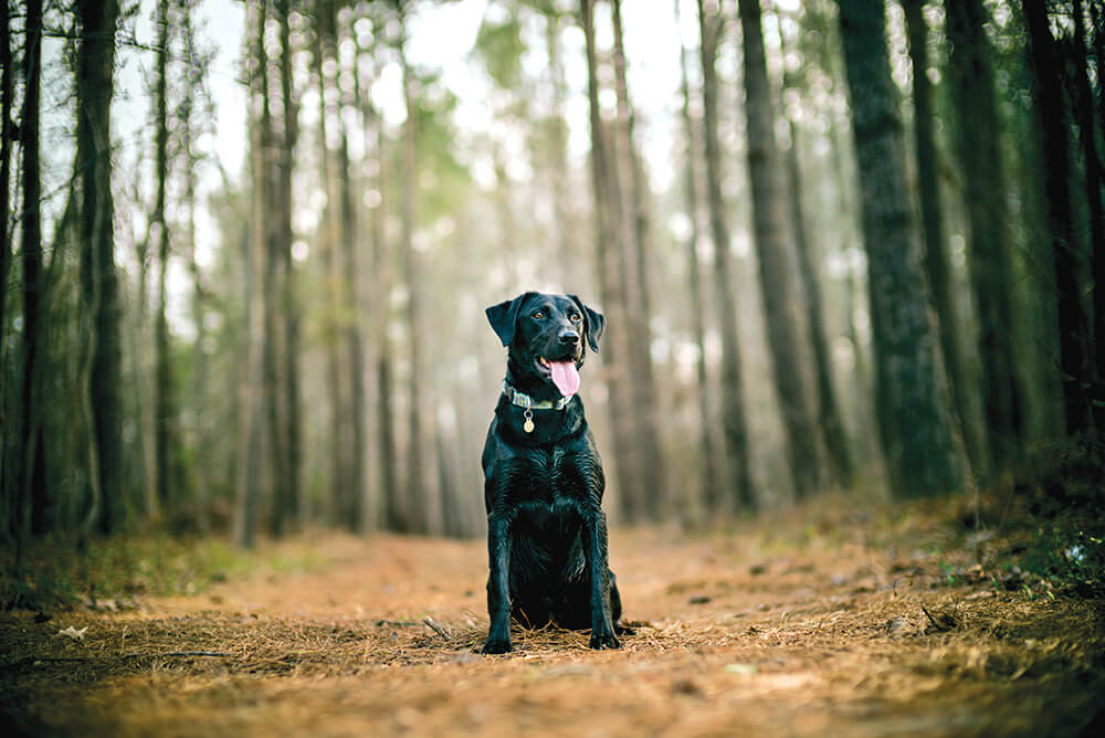 Ramblin' Man: Life Off the Leash With a Canine Companion