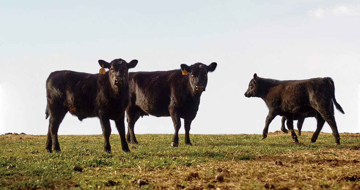 Family Farms that Stand the Test of Time