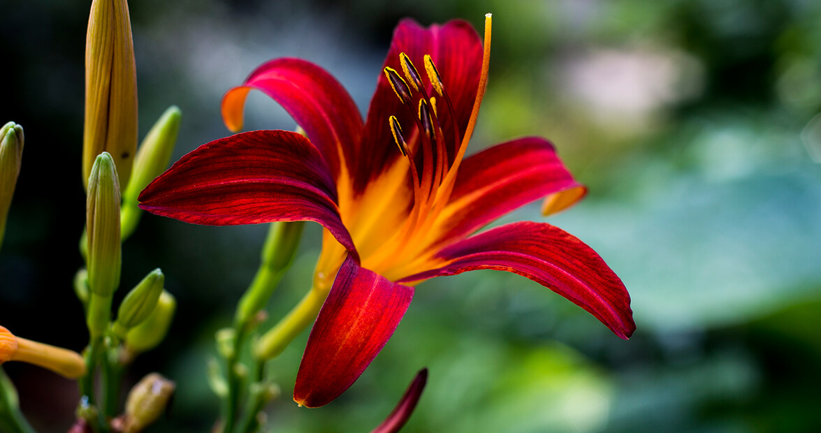 This Weekend in North Carolina: June 16-18