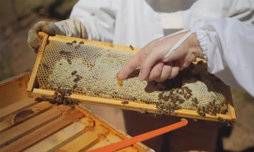 Best-Kept Secrets in Asheville: Asheville Bee Charmer