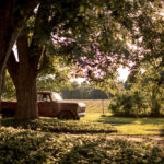 Like a Local: Williamston