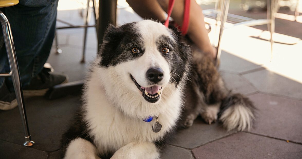 5 Ways To Enjoy Beer With Man’s Best Friend