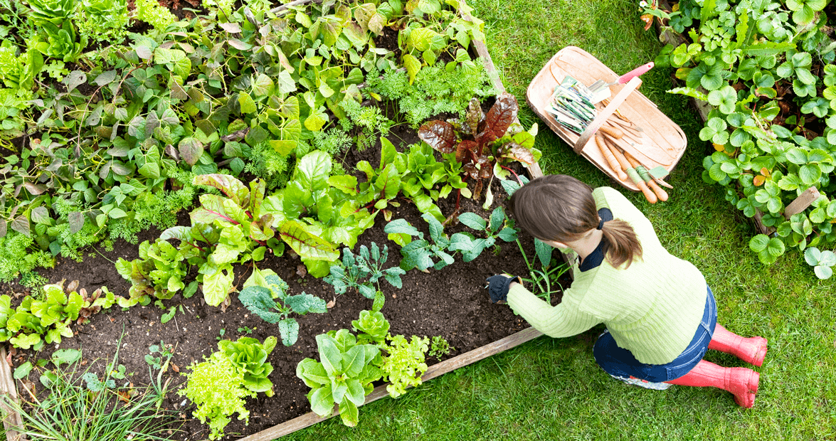 5 Tips and Tricks for Cultivating Your Own Raised-Bed Vegetable Garden |  Our State