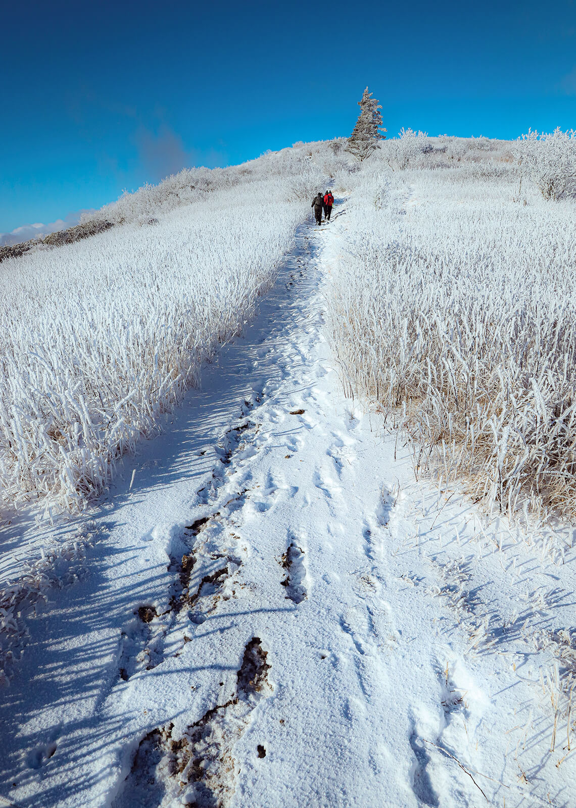 Wintry hike to a peak of Roan Mountain.