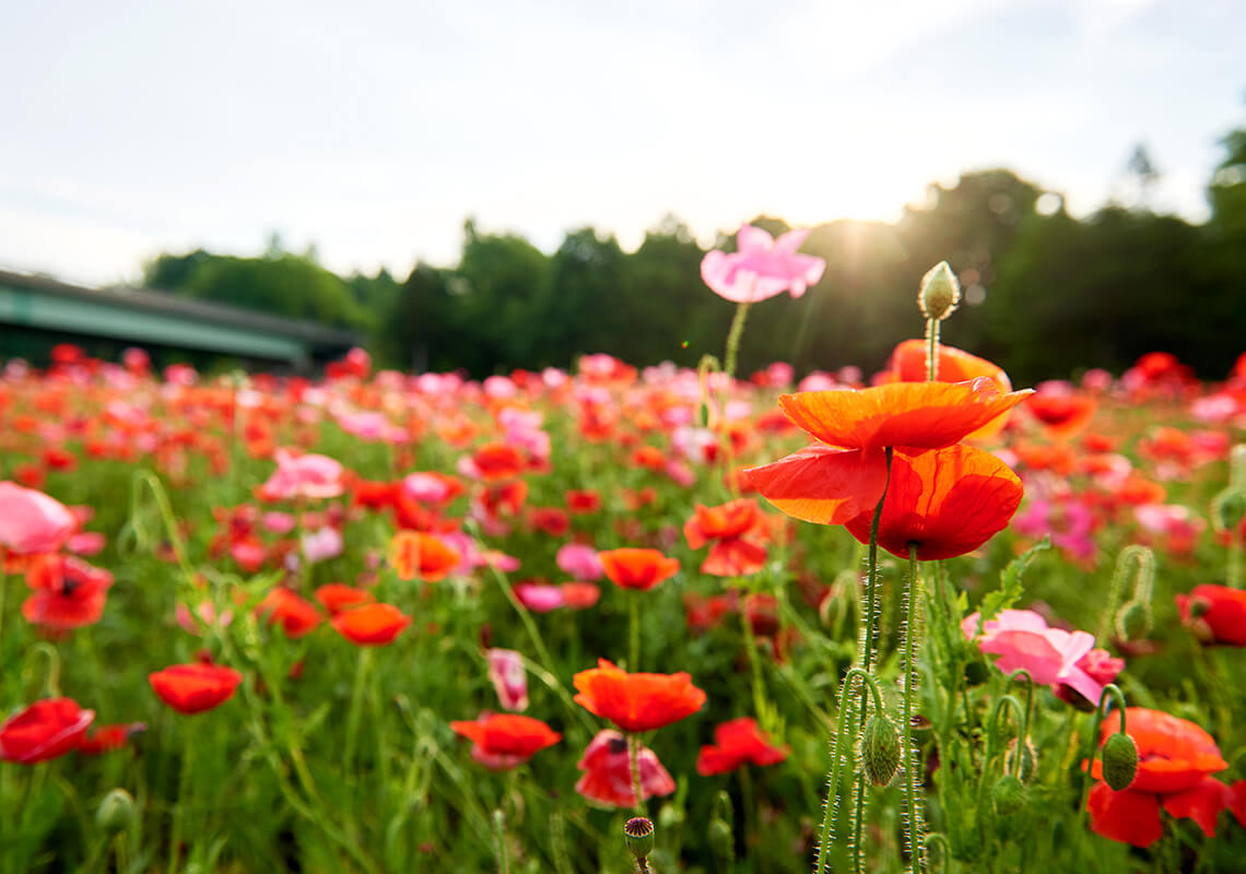Poppies along the highway.